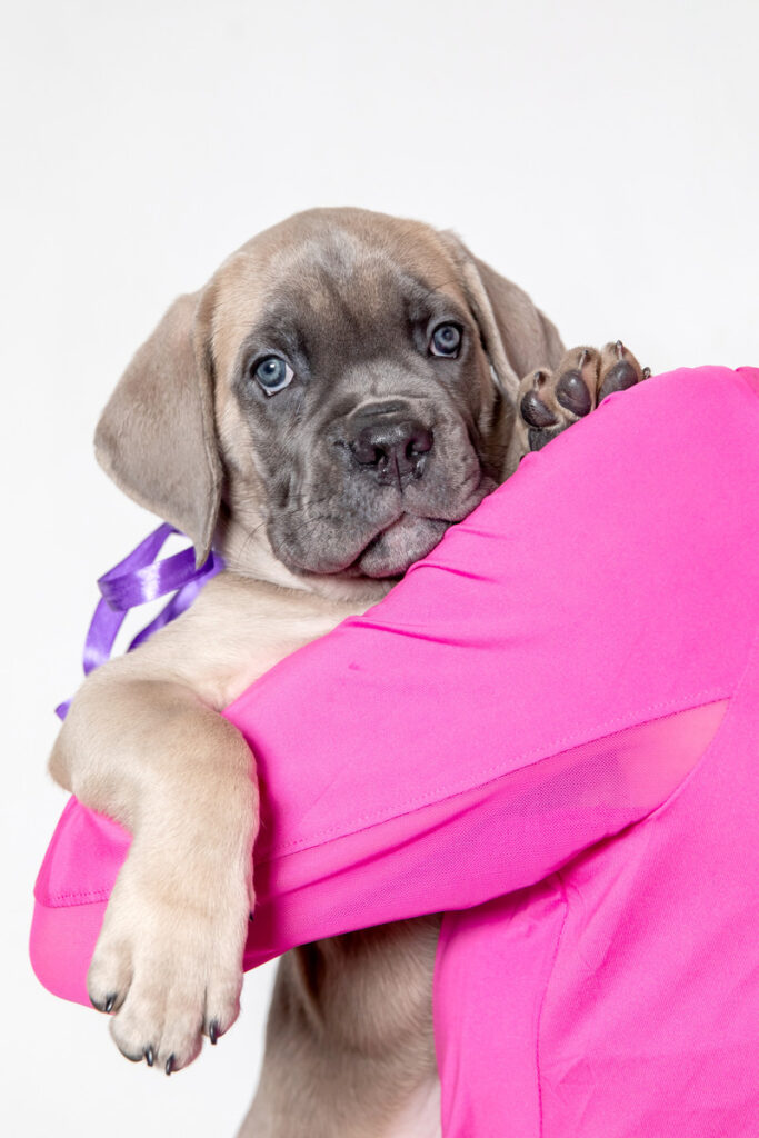 adorable-cane-corso-puppy-2023-11-27-04-50-36-utc