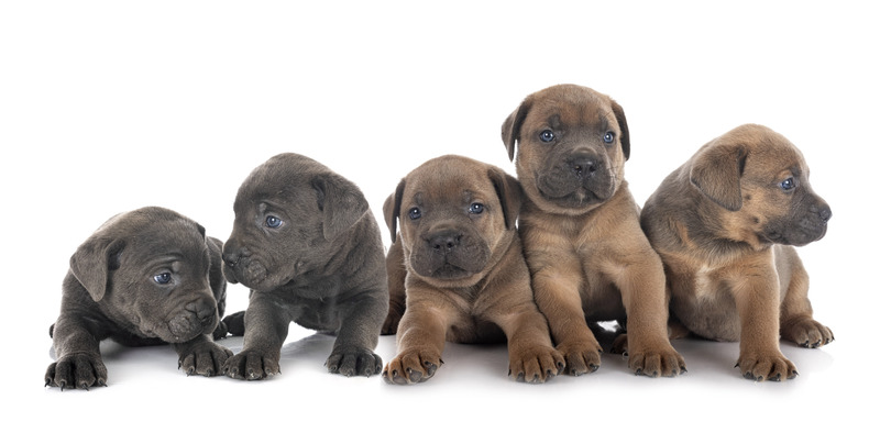 puppies-cane-corso-2023-11-27-05-03-44-utc