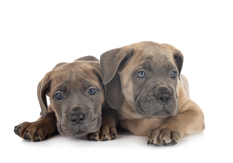 puppies-cane-corso-2023-11-27-05-16-19-utc