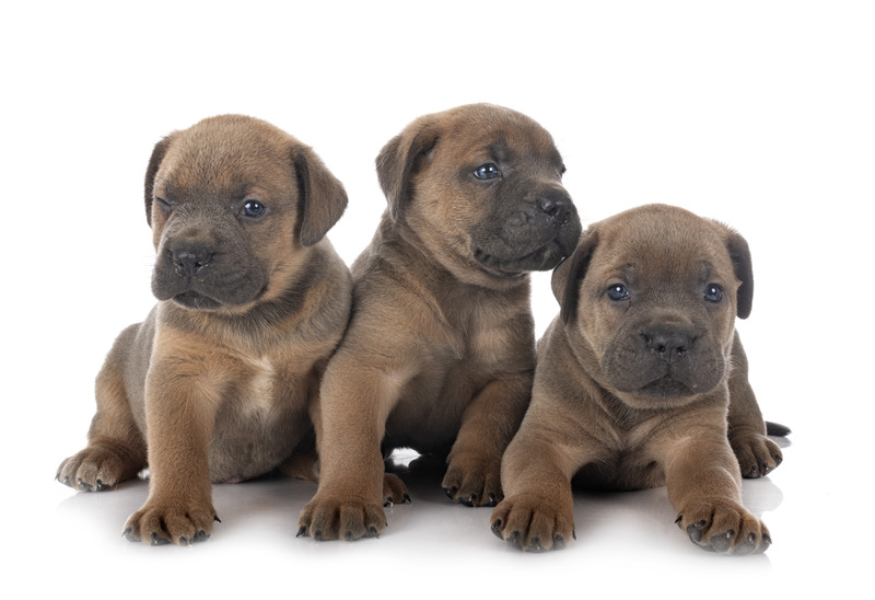 puppies-cane-corso-2023-11-27-05-18-04-utc